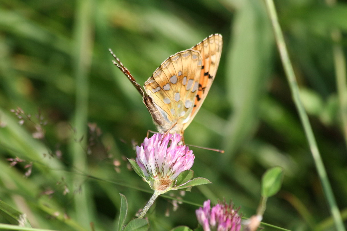 Argynnis aglaja?